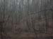 Woods in fog 2 layer